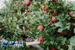 Sheffield Cider